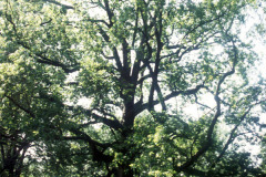 053_Sweetgum_Whole-tree_Original-Photo