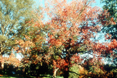 053_Sweetgum_leaves-in-autumn_Original-Photo