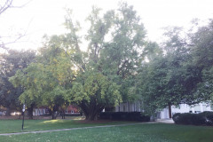 054_Ginkgo-Tree_Entire-tree_Updated-photo-2019