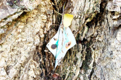 054_Ginkgo-Tree_T.T.-tag_Updated-photo-2019