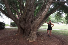 054_Ginkgo-Tree_Trunk_Updated-photo-2019