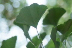 054_Ginkgo_Leaves_Original-Photo