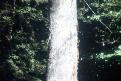 058_Shagbark-Hickory_Trunk_Original-Photo