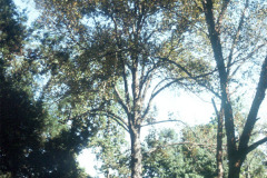 058_Shagbark-Hickory_Whole-tree_Original-Photo