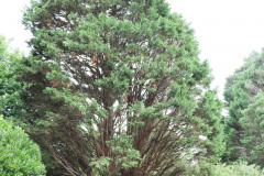 059_Leyland-Cypress_Entire-Tree_Updated-photo-2020