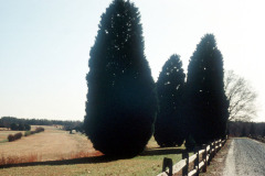 059_Leyland-Cypress_Entire-tree_Original-Photo