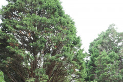 059_Leyland-Cypress_Entire-tree_Updated-photo-20191