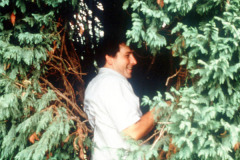 059_Leyland-Cypress_Foliage-with-man_Original-Photo