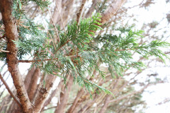 059_Leyland-Cypress_Foliage_Updated-photo-2019