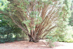 059_Leyland-Cypress_Trunk-measuring_Updated-photo-2019