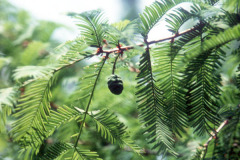 060_Dawn-Redwood_Foliage-and-pine-cone_Original-Photo