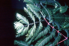 060_Dawn-Redwood_Foliage_Original-Photo