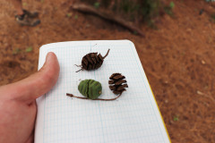 060_Dawn-Redwood_Pinecones_Updated-photo-2020