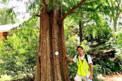 060_Dawn-Redwood_Trunk-with-Chris-Chao_Updated-photo-2020