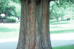 060_Dawn-Redwood_Trunk_Original-Photo