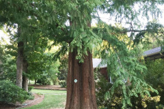 060_Dawn-Redwood_Trunk_Updated-photo-2019