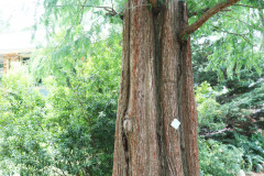 060_Dawn-Redwood_Trunk_Updated-photo-20201