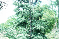 061_Deodar-Cedar_Full-Tree_Original-Photo