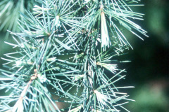 061_Deodar-Cedar_Needles_Original-Photo