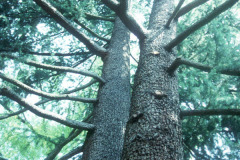 061_Deodar-Cedar_Trunk-with-canopy_Original-Photo