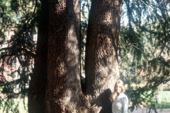 061_Deodar-Cedar_Trunk-with-woman_Original-Photo