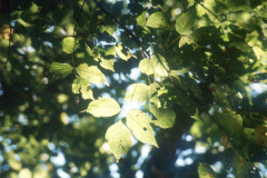 062_Boxelder_Leaves_Original-Photo