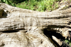 062_Boxelder_Trunk-detail_Updated-photo-2020