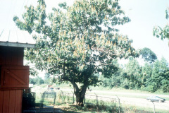 063_Royal-Paulowina_Whole-tree-and-highway_Original-Photo