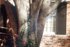 064_Japanese-Zelcova_Trunk-with-vines_Original-Photo