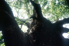 065_Southern-Red-Oak_Canopy-and-Trunk_Original-Photo