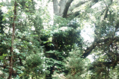 065_Southern-Red-Oak_Entire-tree_Original-Photo1