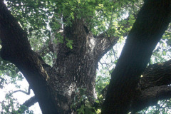 065_Southern-Red-Oak_Trunk_Original-Photo