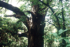 065_Southern-Red-Oak_Trunk_Original-Photo1