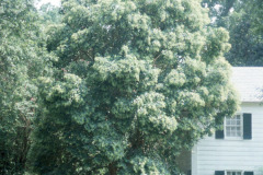 066_Waxleaf-Privet_Entire-tree_Original-Photo