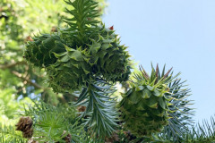 068_Chinese-Fir_New-pinecones_Updated-photo-2020