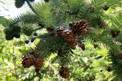 068_Chinese-Fir_Pinecones_Updated-photo-20201