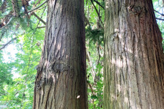 068_Chinese-Fir_Trunk_Updated-photo-2020