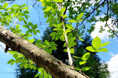 069_Japanese-Stewartia_Foliage_Updated-photo-2020