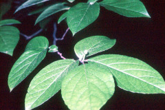 069_Japanese-Stewartia_Leaves_Original-photo