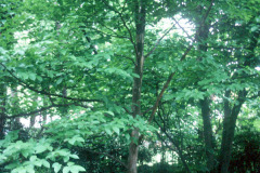 069_Japanese-Stewartia_Whole-tree_Original-photo