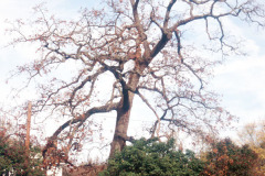 070_Post-Oak_Whole-tree_Original-photo