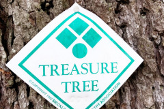 071_Deodar-Cedar_Treasure-Tree-Plaque_Updated-photo-2020