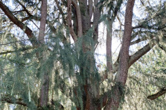 071_Deodar-Cedar_Trunk_Updated-photo-20201