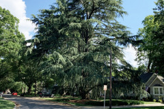 071_Deodore-Cedar_Entire-tree_Updated-photo-2020