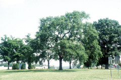 074_American-Elm_Entire-tree_Original-photo