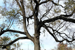 074_American-Elm_Trunk-and-Branches_Updated-photo-2019