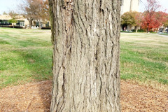 074_American-Elm_Trunk_Updated-photo-2019