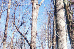 073_Eastern-Cottonwood_Entire-Tree_Original-photo