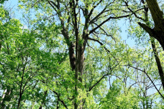 073_Eastern-Cottonwood_Entire-tree_Updated-photo-2020