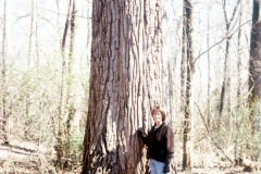 073_Eastern-Cottonwood_Trunk-with-woman_Original-photo